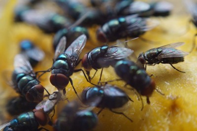 Как спаслись ВСЕ мухи