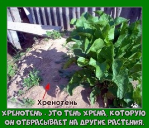 64. Хренотень