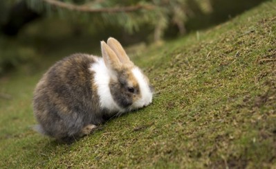 857ф-ок. Про Зайку - колыбельная.