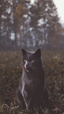 Серый Кот