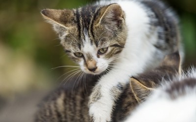 132ф-ок. Кот на крыше.