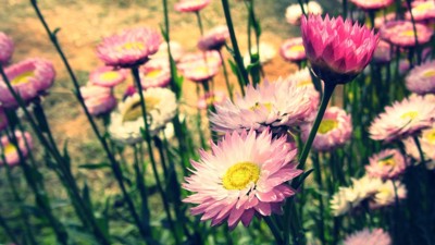 854ф-ок. Как адвокат.