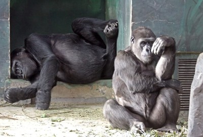 631ф-ок. Тик-так - 4.