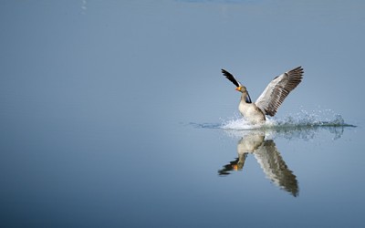 146ф-ок. Артист.