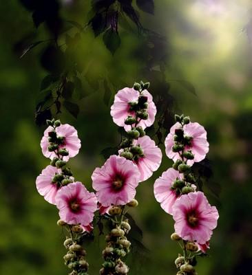 …Под Готический Транс …Под Готический Транс