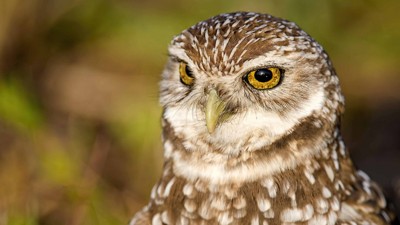 392ф-ок. Говоря слова пустые.