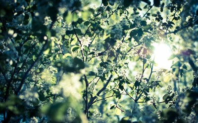 901ф-ок. Черёмуха цвела.