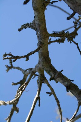 Флора и Фауна с Прерий Гадюкина