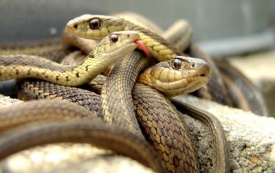 184ф-ок. Произношу слова - в стиле РЭП.