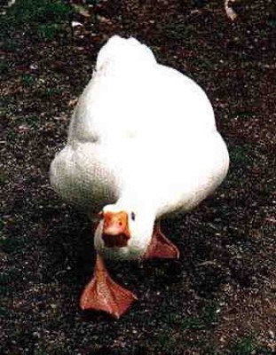 Оловянные солдаты