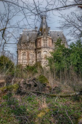 Фиолетово-Черные Мальвы